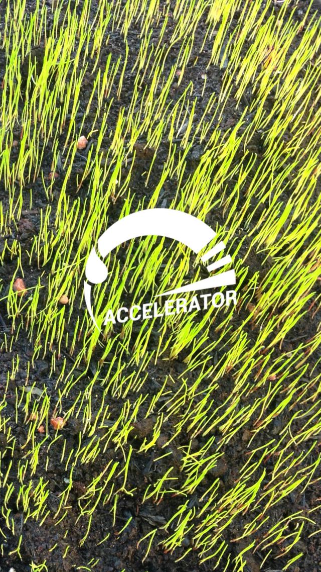 Seeds treated with Accelerator 18 days after sowing.