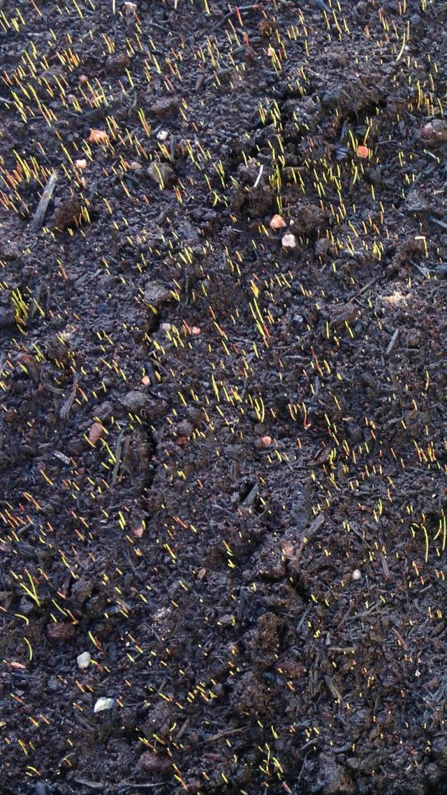 Untreated grass seeds 18 days after sowing.