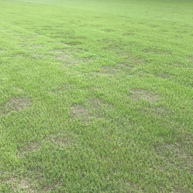 Brown patch op voetbalveld