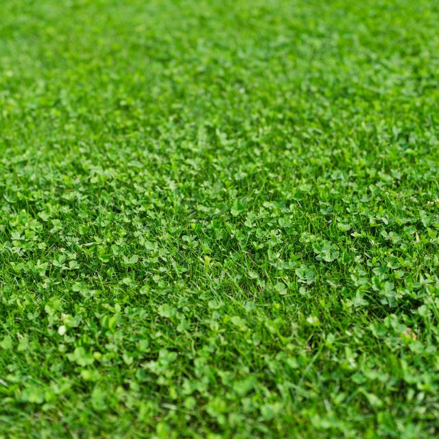 Close up microclover in gazon