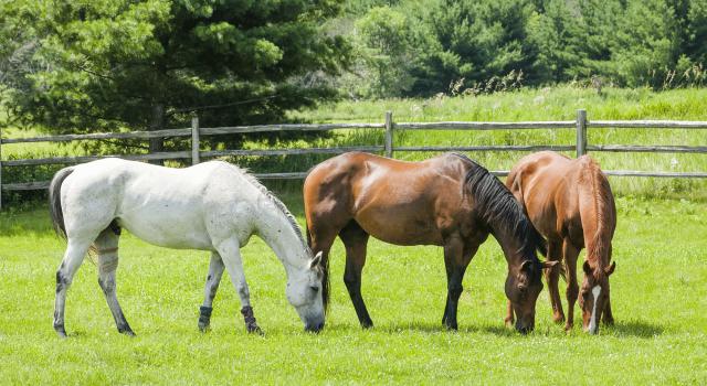 Paardenweide