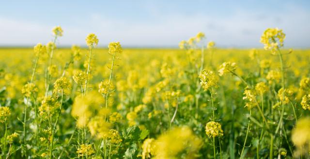 Veld gele mosterd