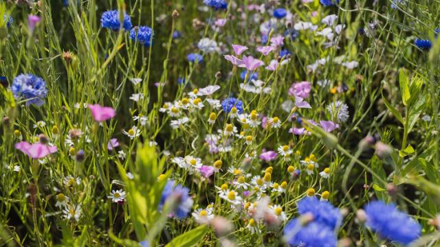 Bloemenmengsel