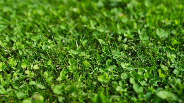 Close up zode met Microclover®