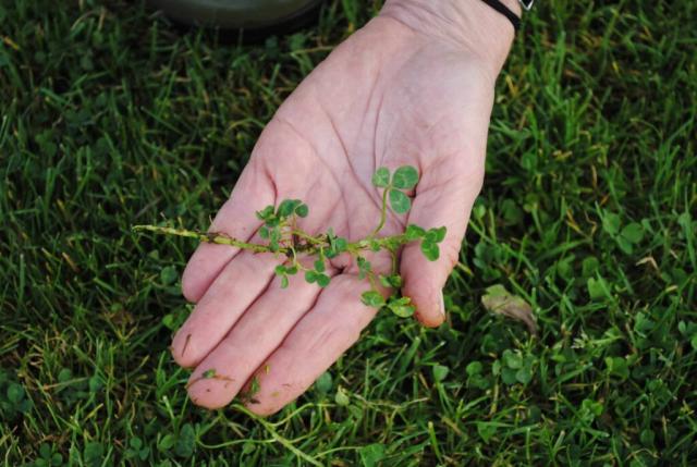 Voetbalveld met microclover