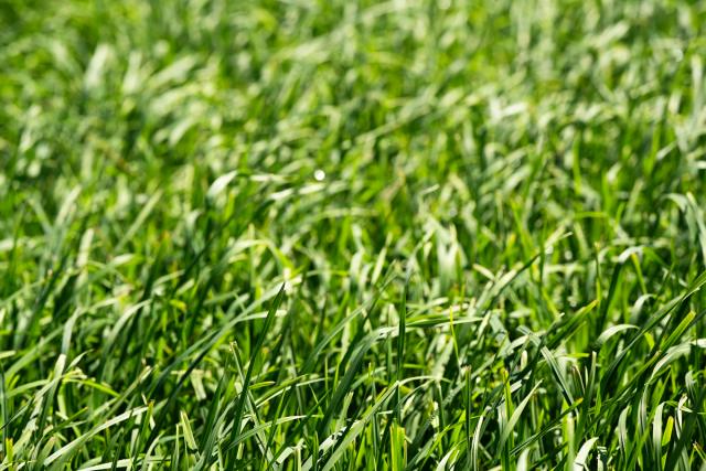 Close up grasland