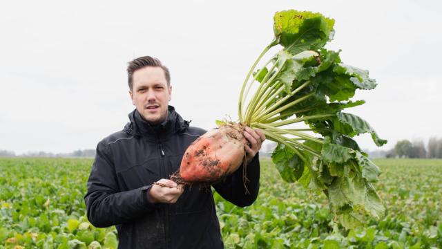 Hoe kies je het juiste voederbietenras?