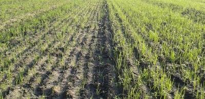 Germination of seeds with and without ProNitro